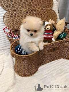 Фото №1.  - купить в Бастия за договорная. Объявление №161680