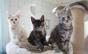 Фото №1. мейн-кун - купить в Антверпен за Бесплатно. Объявление №159503