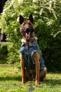 Фото №4. Продажа бельгийскую овчарку в Москва  - цена Бесплатно