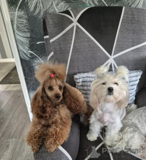 Фото №4. Продажа мальтипу в Августдорф частное объявление, заводчик - цена договорная