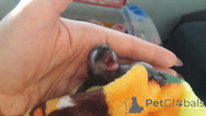 Фото №1.  - купить в Луизиана за 89868₽. Объявление №161304