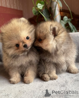 Фото №1. померанский шпиц - купить в Лос -Анджелес за 44934₽. Объявление №158868