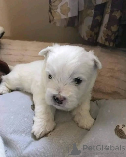 Фото №2 к объявлению №54778 о продаже беспородную - купить в Финляндии заводчик