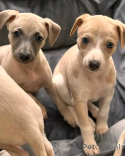 Фото №2 к объявлению №137798 о продаже левретку - купить в Италии 