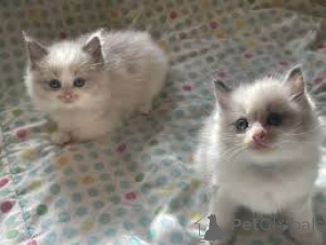 Фото №1. рэгдолл - купить в Брюсселе за 46384₽. Объявление №165818