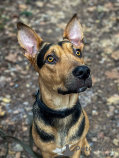 Фото №1. беспородная - купить в Москве реке за Бесплатно. Объявление №161437