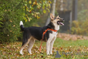Фото №4. Продажа беспородную в Москва частное объявление - цена Бесплатно
