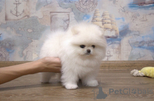Дополнительные фото: Померанский шпиц девочка КСУ мишка купить собаку цуценя щенка подарок