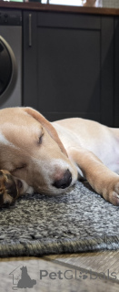 Фото №3. charming tricolor Beagle.  Нидерланды