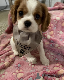Фото №1. кинг-чарльз-спаниель - купить в Ниже за 51022₽. Объявление №169612