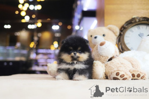 Фото №3. Дом декана Джанет Кей.  США