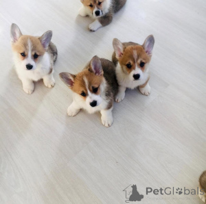 Фото №1. котон-де-тулеар - купить в Амстердам за 46384₽. Объявление №160920