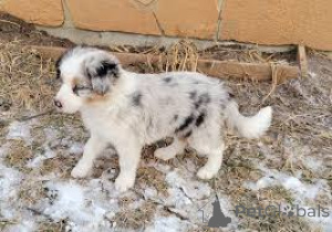 Фото №2 к объявлению №165555 о продаже бордер-колли - купить в Великобритании частное объявление, заводчик