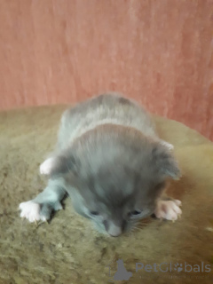 Фото №3. Продаются котята 2 недели отроду, от вислоухого шотландца. Россия