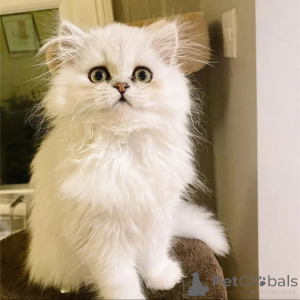 Фото №1.  - купить в Амстердам за Бесплатно. Объявление №162000