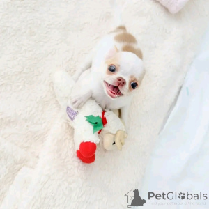 Фото №1. чихуахуа - купить в Берлине за 51022₽. Объявление №165369