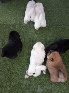 Фото №4. Продажа чау-чау в Лес частное объявление, заводчик - цена 60299₽