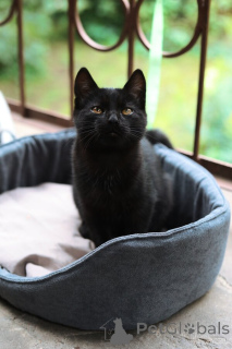 Фото №1.  - купить в Москве реке за Бесплатно. Объявление №154411