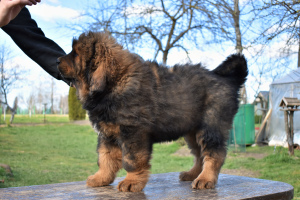 Фото №3. Клуб Grand Imperial предлагает щенков Тибетского мастифа.  Латвия