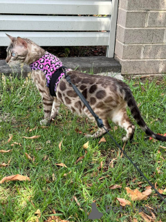 Фото №2 к объявлению №152642 о продаже бенгальская - купить в Швейцарии частное объявление