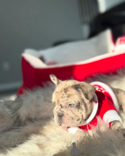 Фото №3. Щенок французского бульдога на усыновление.  Германия