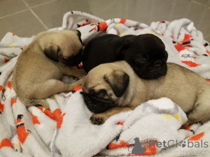 Фото №2 к объявлению №135289 о продаже  - купить в Мальте 