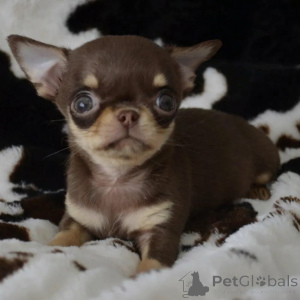Фото №3. Wunderschöne Chihuahua-Welpen suchen einliebevolles neues Zuhause.  Германия