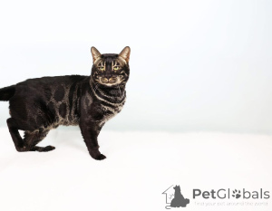 Фото №1.  - купить в сом за 69575₽. Объявление №153408