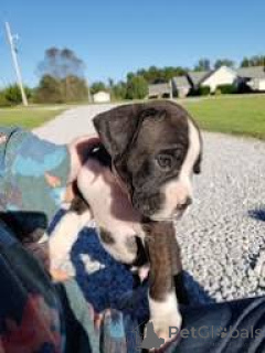 Фото №3. индос качоррос боксер для продажи.  Португалия