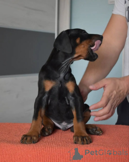 Фото №2 к объявлению №163826 о продаже добермана - купить в Польше заводчик