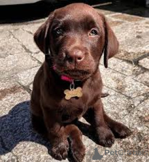 Фото №3. Продаются щенки лабрадора-ретривера.  Великобритания