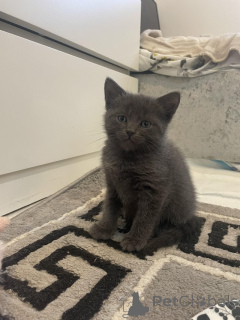 Фото №1. русская голубая - купить в Берне за Бесплатно. Объявление №155202