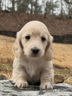 Фото №4. Продажа таксу в Варшаве заводчик - цена договорная