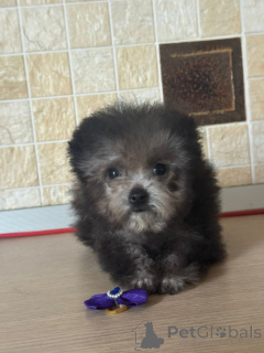 Фото №4. Продажа пуделя (карликового) в Краснодаре частное объявление - цена 230000₽