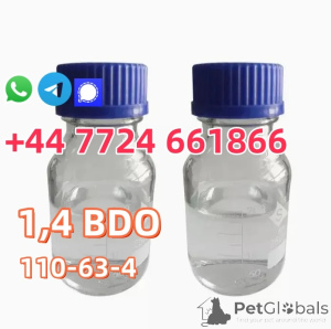 Фото №2 к объявлению №142167 о продаже американский бобтейл длинношёрстный - купить в США частное объявление