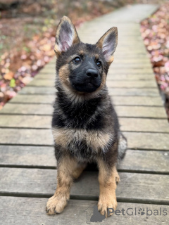 Фото №3. Щенки немецкой овчарки от чемпионской линии уже доступны!.  Германия