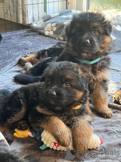 Фото №1. немецкая овчарка - купить в Бамберг за договорная. Объявление №162213