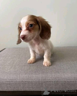 Фото №2 к объявлению №161308 о продаже  - купить в Германии 