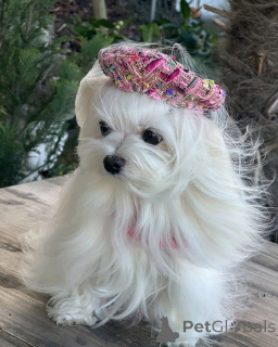 Фото №3. Щенок Йоркшира на усыновление.  Германия