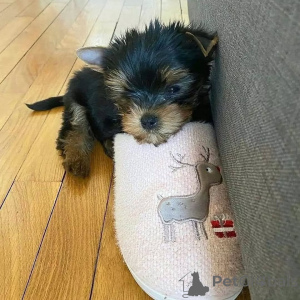 Фото №1. йоркширский терьер - купить в Хельсинки за 59371₽. Объявление №163056