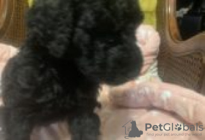 Фото №2 к объявлению №128840 о продаже аляскинского маламута - купить в Финляндии заводчик