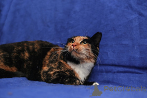 Фото №3. ЛАПУШКА СРОЧНО ИЩЕТ ДОМ!!!. Беларусь