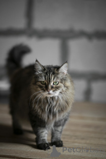 Фото №3. Каждой кошке нужен дом.. Россия