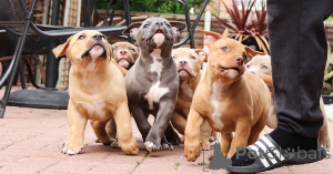 Фото №1. американский бульдог - купить в Одиенс за 92767₽. Объявление №167472