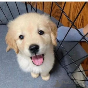 Фото №2 к объявлению №166163 о продаже беспородную - купить в Германии частное объявление