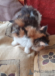 Фото №2 к объявлению №158970 о продаже мейн-кун - купить в Германии частное объявление, заводчик