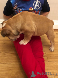 Фото №4. Продажа английского бульдога в Mataró частное объявление, заводчик - цена 51022₽