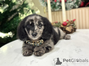 Фото №3. Встречайте Оскара маленького роста, могучего сердцем! Игривые, преданные и.  Швейцария