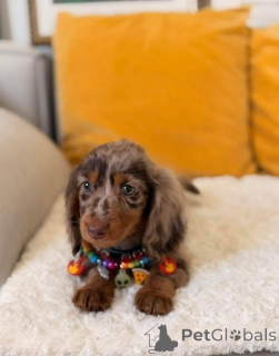 Фото №2 к объявлению №167009 о продаже таксу - купить в Германии из приюта