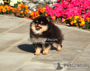 Дополнительные фото: Красивый щенок померанского шпица